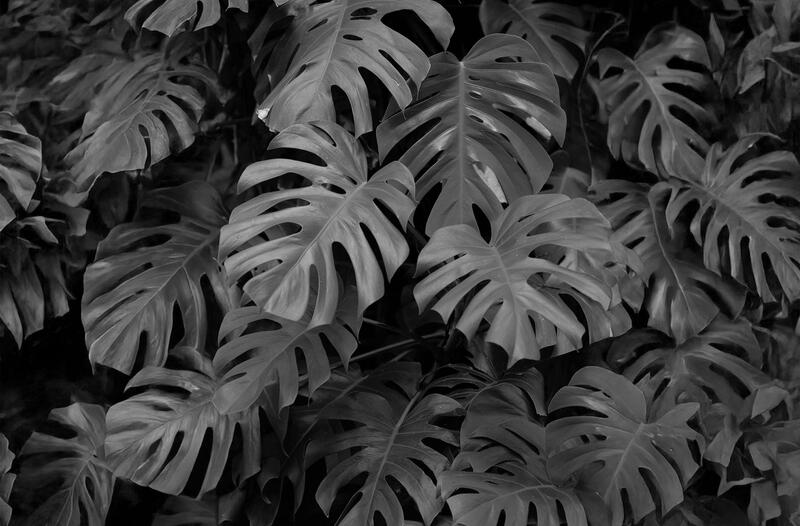 Phytomedizin und Phytotherapie: Wissenschaftliche Grundlagen und therapeutisches Potenzial
