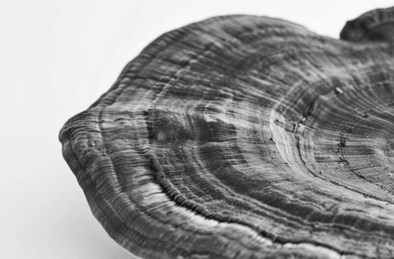 Reishi: Der „Pilz der Unsterblichkeit“ und seine Vorteile im Alter