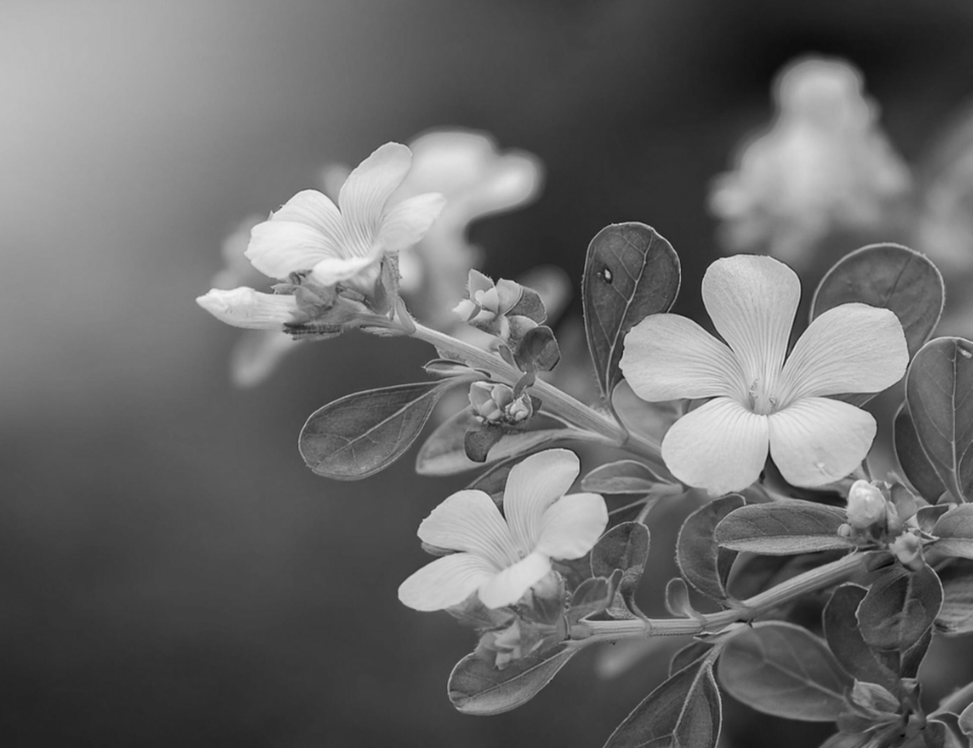 Bacopa