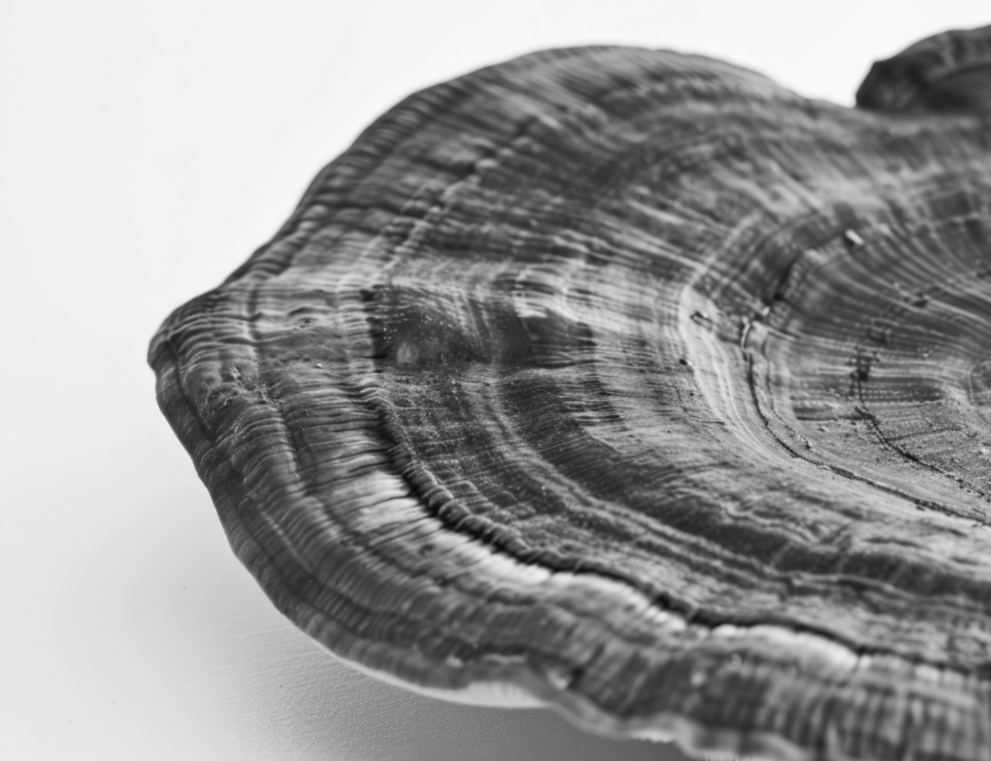 Reishi